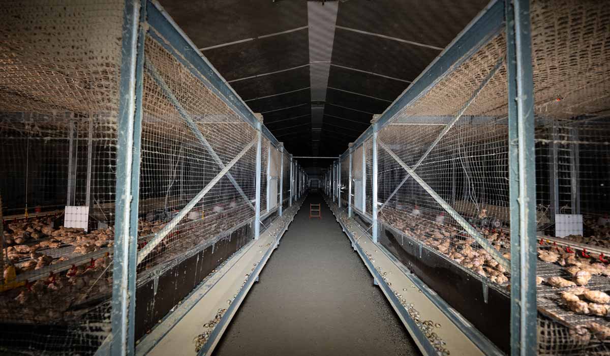 Allégations trompeuses sur les œufs de cailles de la Filière Qualité Carrefour