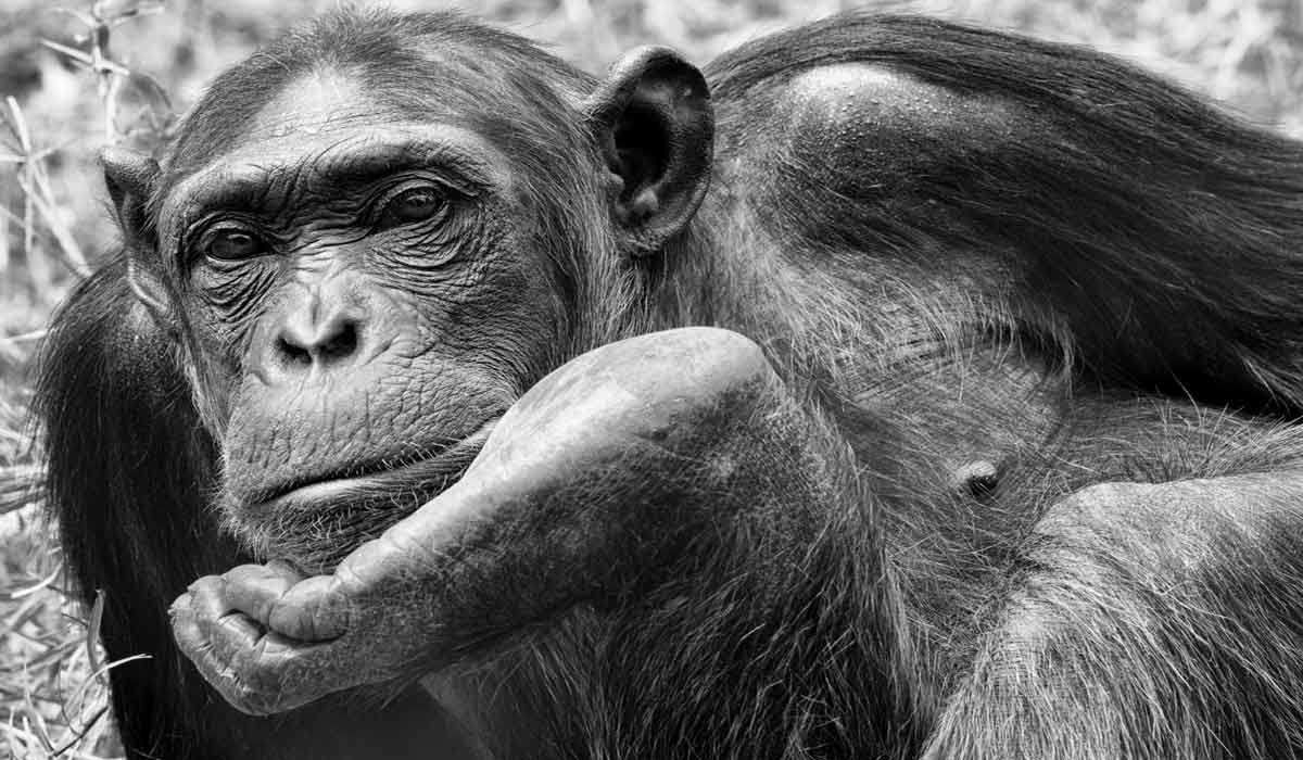 (Non-)Human, portraits de chimpanzés rescapés Exposition de photographies de Sara Rosenberg