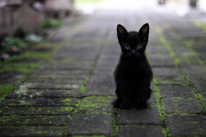 J’ai été donné contre bon soin