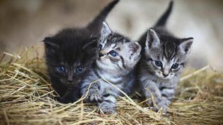 Les petites associations doivent être aidées en priorité !
