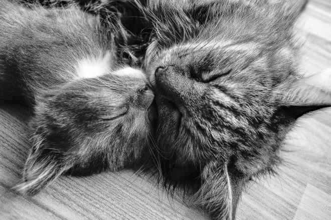 Être famille d’accueil