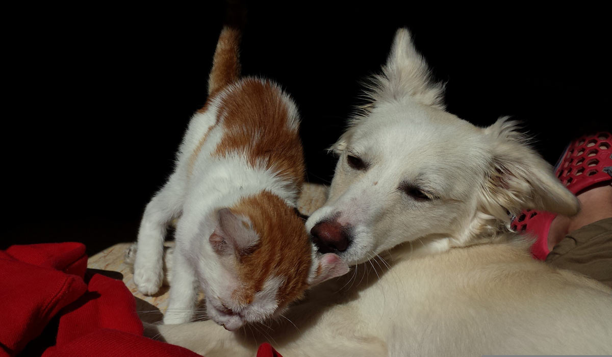 La SPA et la Fondation Affinity dévoilent les résultats inédits de la seconde édition de leur étude nationale sur l’abandon des chats et des chiens, menée auprès de 880 structures La SPA et la Fondation Affinity dévoilent les résultats inédits de la seconde édition de leur étude nationale sur l’abandon des chats et des chiens, menée auprès de 880 structures