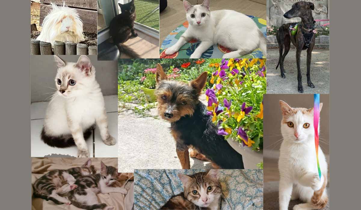Saint-Etienne – Salon de l’adoption : n’achetez pas, adoptez !