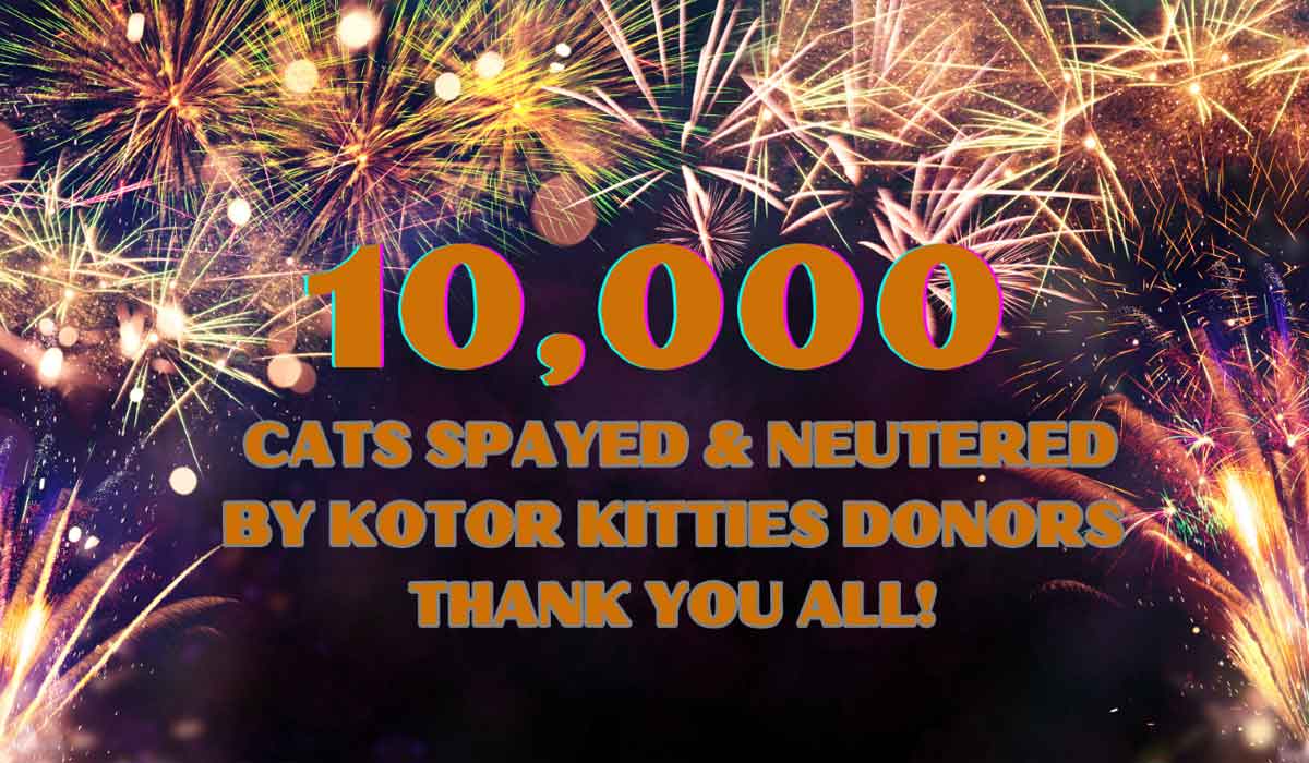 Des nouvelles de l’association Kotor Kitties