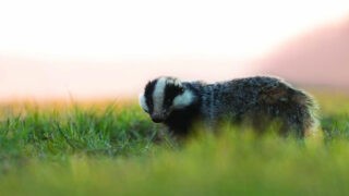 Médiation faune sauvage en Loir-et-Cher des élus sur le terrain