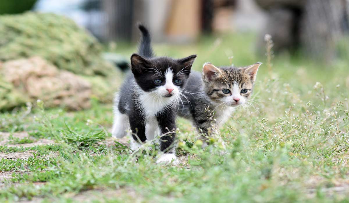 Journée internationale du chat : One Voice appelle à faire de l’urgence féline une priorité nationale Journée internationale du chat : One Voice appelle à faire de l’urgence féline une priorité nationale