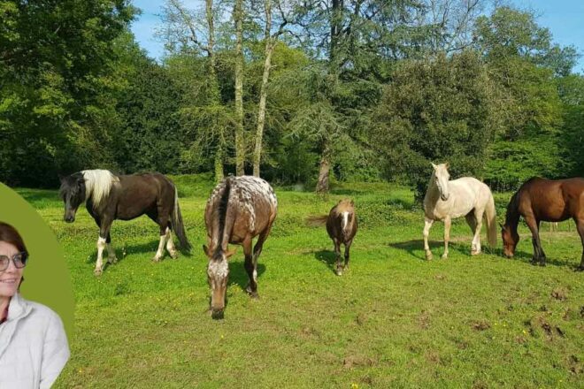 Le cheval nous montre le chemin de la cohérence et de l’authenticité relationnelle