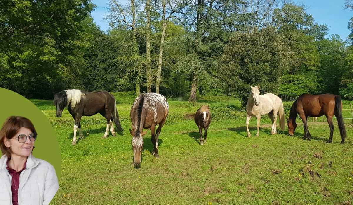 Le cheval nous montre le chemin de la cohérence et de l’authenticité relationnelle