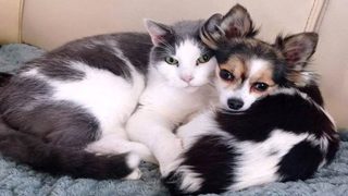 Saint-Etienne. Salon de l’adoption contre salon du chiot