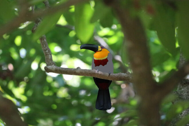 DU Études animales : regards croisés sur les animaux