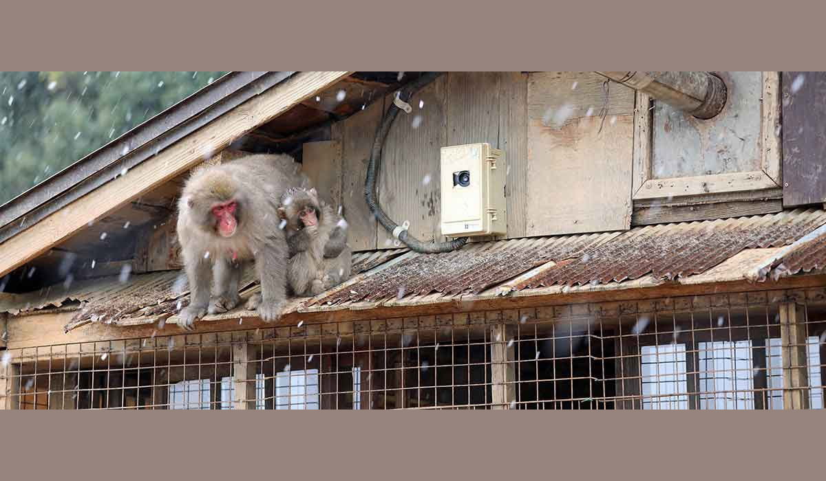 Décoloniser notre rapport aux animaux
