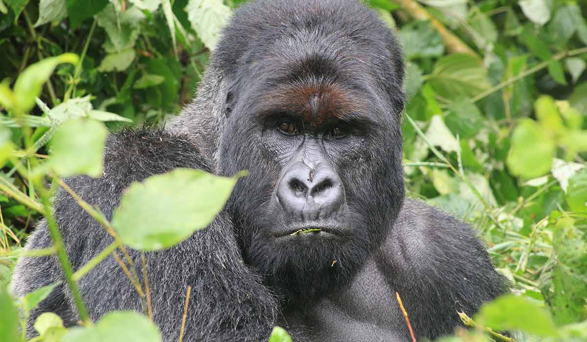 Chaire « Conservation et Cultures des Grands Singes » : protéger le vivant jusqu’à ses savoirs