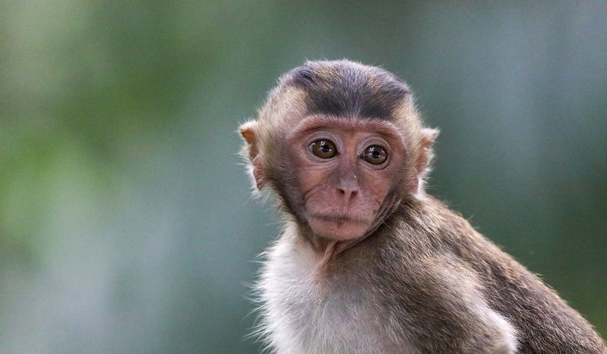 Droit animal et éthologie : quatre journées à Strasbourg pour interroger la frontière entre la chose et la personne