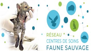 Centres de soins pour la faune sauvage: une autre mission peu (re)connue