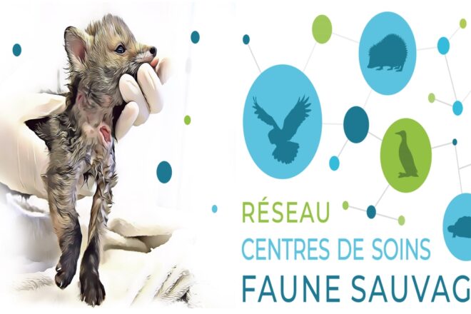Centres de soins pour la faune sauvage: une autre mission peu (re)connue