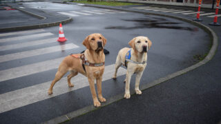 Les coulisses d’une école de chiens guides
