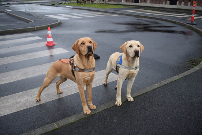 Les coulisses d’une école de chiens guides