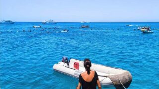 Tourisme et cétacés : entre menaces et solutions durables