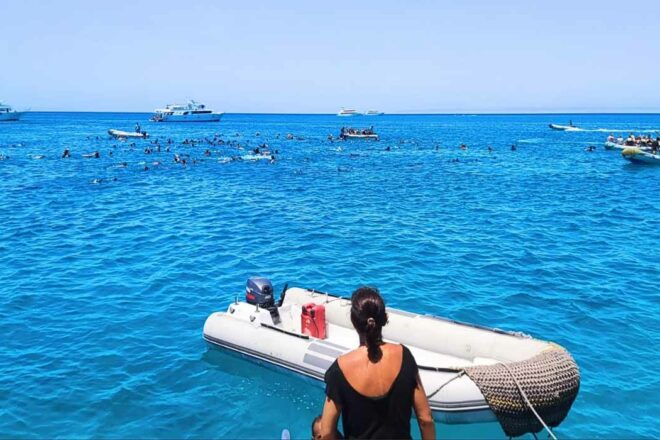 Tourisme et cétacés : entre menaces et solutions durables