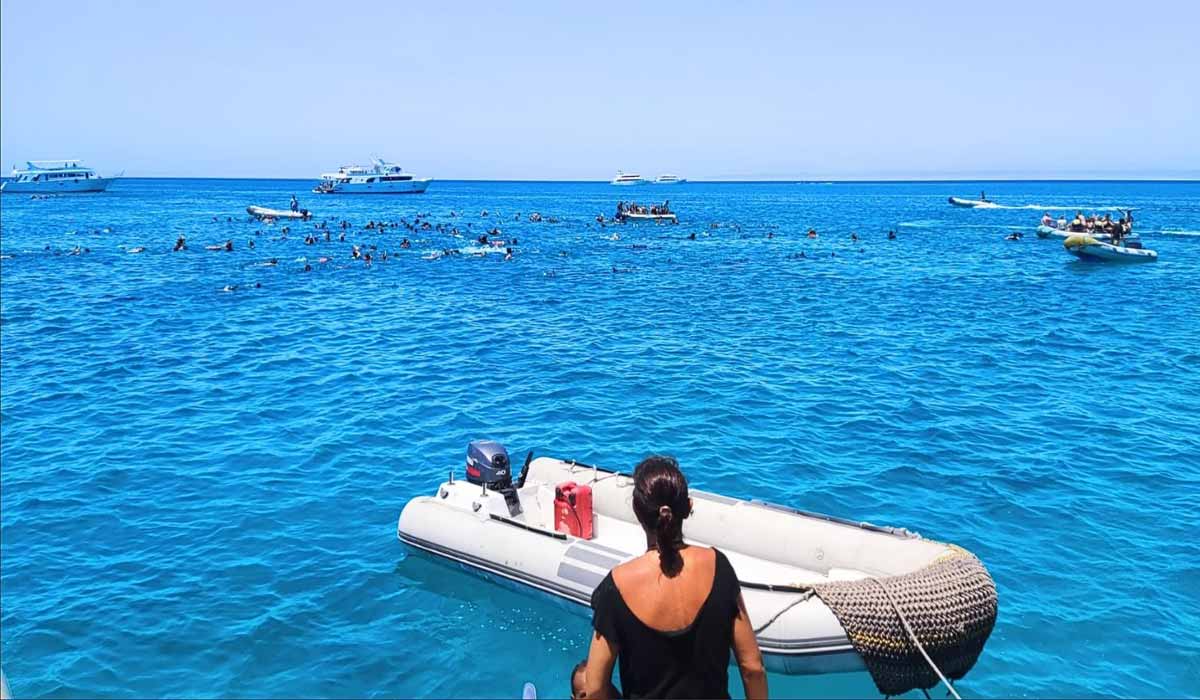 Tourisme et cétacés : entre menaces et solutions durables