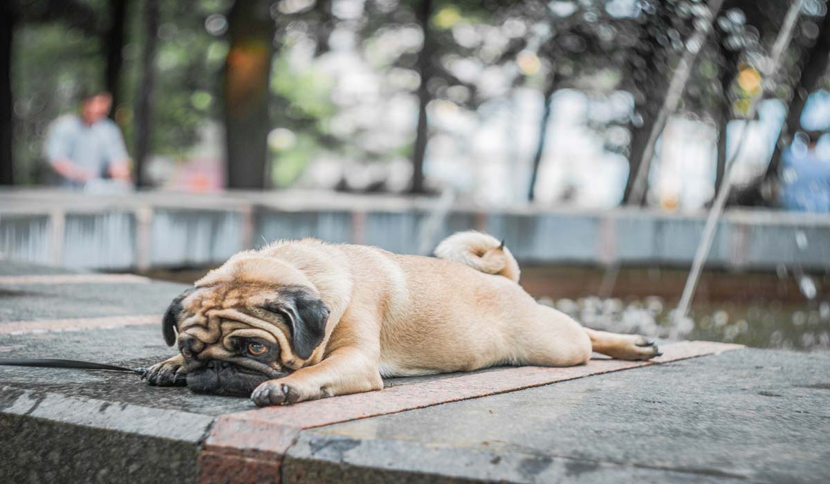 Canicule : la situation s’aggrave pour nos animaux