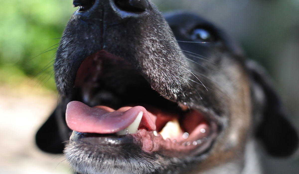 Vague de chaleur : les 5 conseils de Rover pour protéger son animal Vague de chaleur : les 5 conseils de Rover pour protéger son animal
