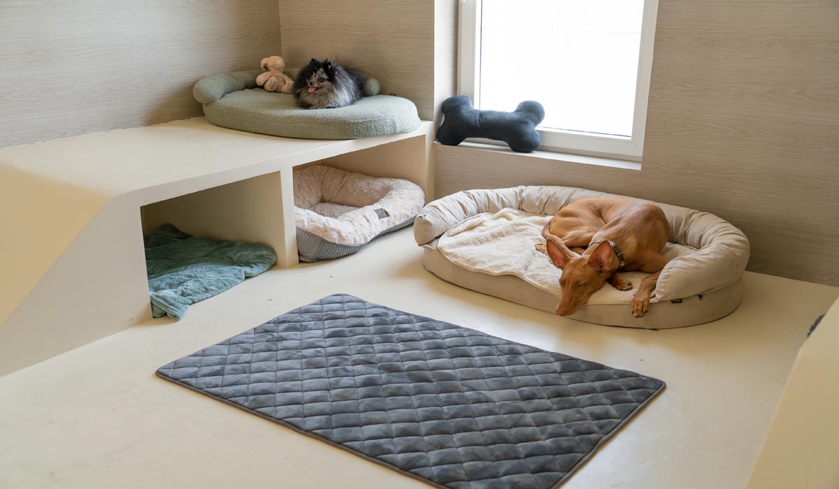 Dog Valley : le premier hôtel-resort 5 étoiles pour chiens ouvre en France Dog Valley : le premier hôtel-resort 5 étoiles pour chiens ouvre en France