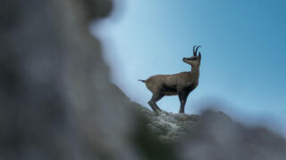 Braconnage de chamois à Venanson (Alpes-Maritimes) : trois chasseurs condamnés, le préjudice écologique reconnu