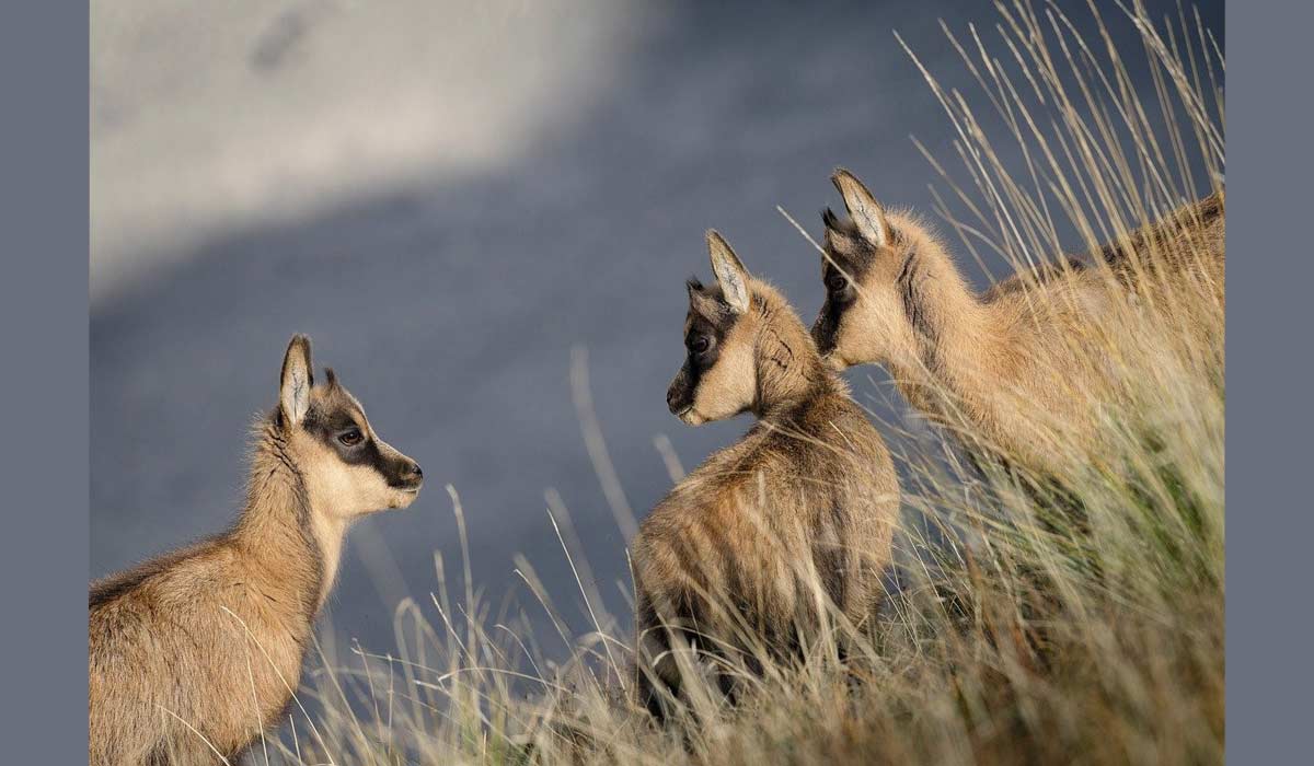 Un président de chasse, un garde particulier et un rabatteur jugés à Nice pour braconnage  à Venanson.  Audience : lundi 1er décembre 2025 – 08h30 – Tribunal de Police de Nice