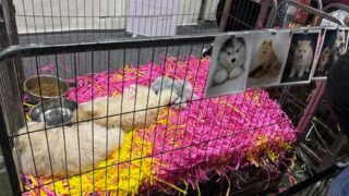Univers du chiot : vente sans conscience