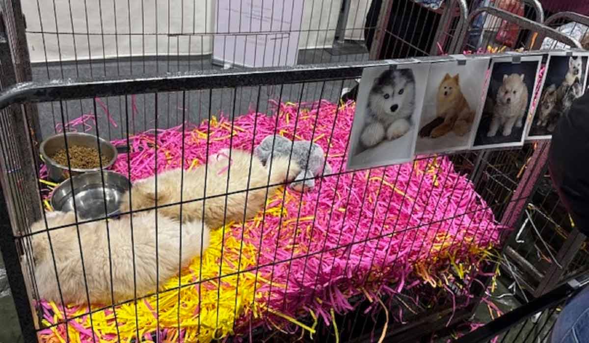 Univers du chiot : vente sans conscience