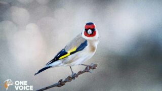 À Montauban, One Voice se porte partie civile au tribunal contre un braconnier d’oiseaux