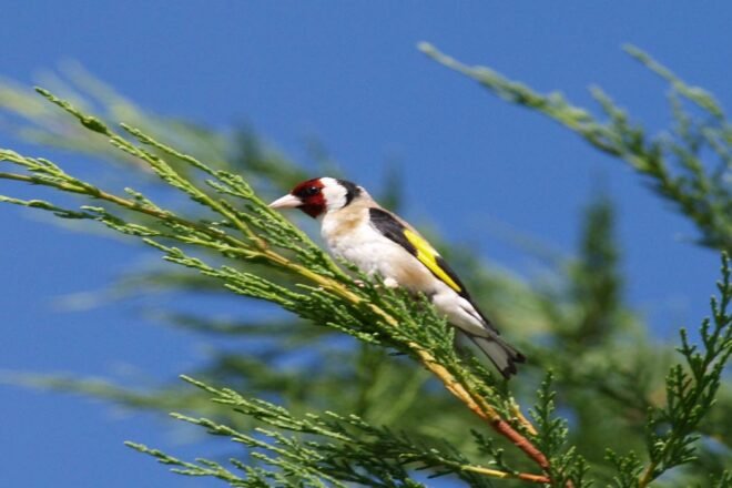 Le bêtisier de la chasse : le concours bat son plein