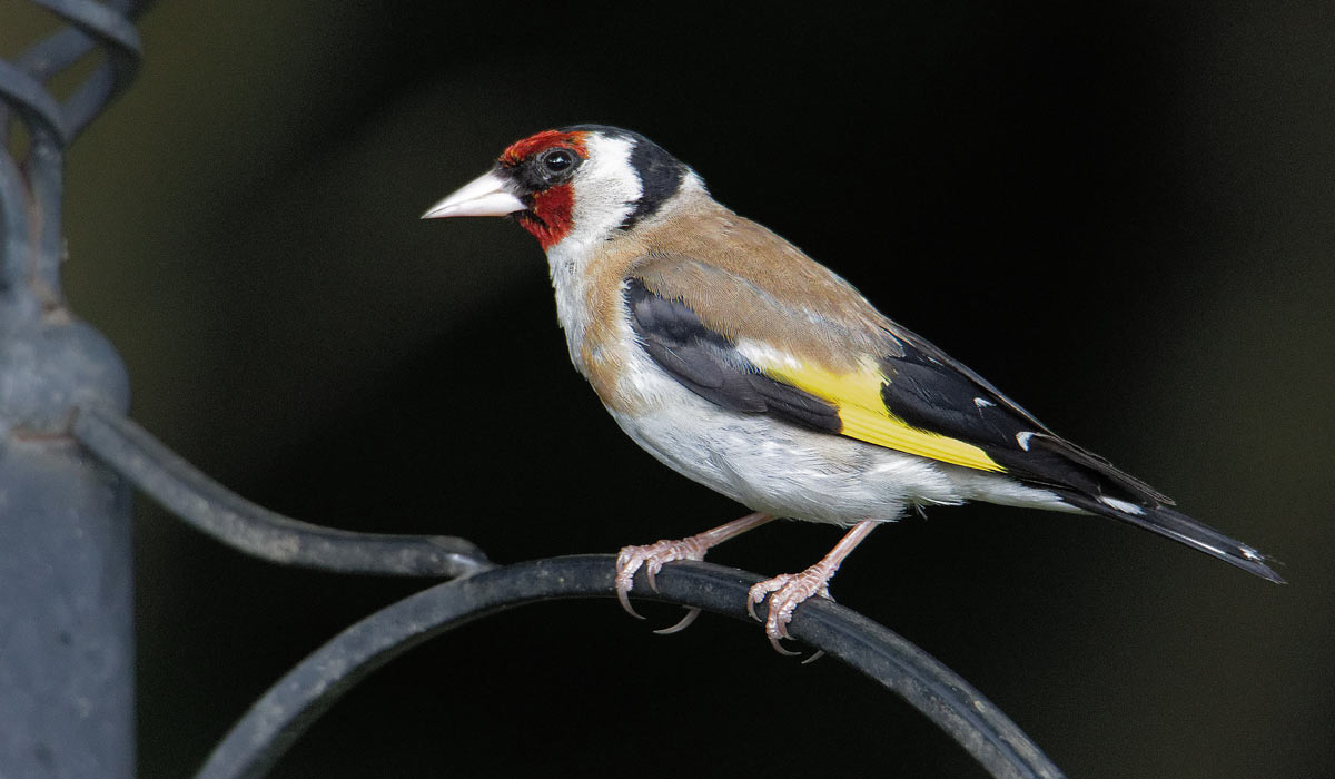 Un important réseau de captures et de ventes illégales d’oiseaux protégés, démantelé au Mans Un important réseau de captures et de ventes illégales d’oiseaux protégés, démantelé au Mans