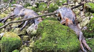 Charnier de renards dans une rivière du Jura : audience le 23 mai !