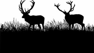 Chasse à courre : légale le jour, illégale la nuit, cruauté toujours