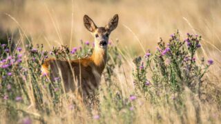 Chasse : oppositions citoyennes à l’action des chasseurs sur les maires le 17 mai