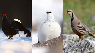 Chasse / galliformes de montagne: One Voice au tribunal administratif de Grenoble demain à 9h30