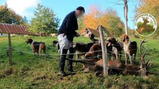 Chasse à courre 76 : demande de sanctions