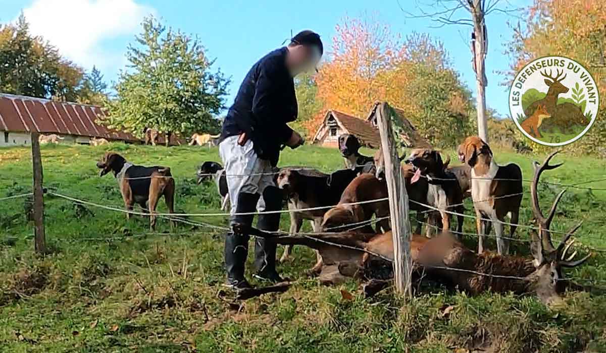 Chasse à courre 76 : demande de sanctions Chasse à courre 76 : demande de sanctions