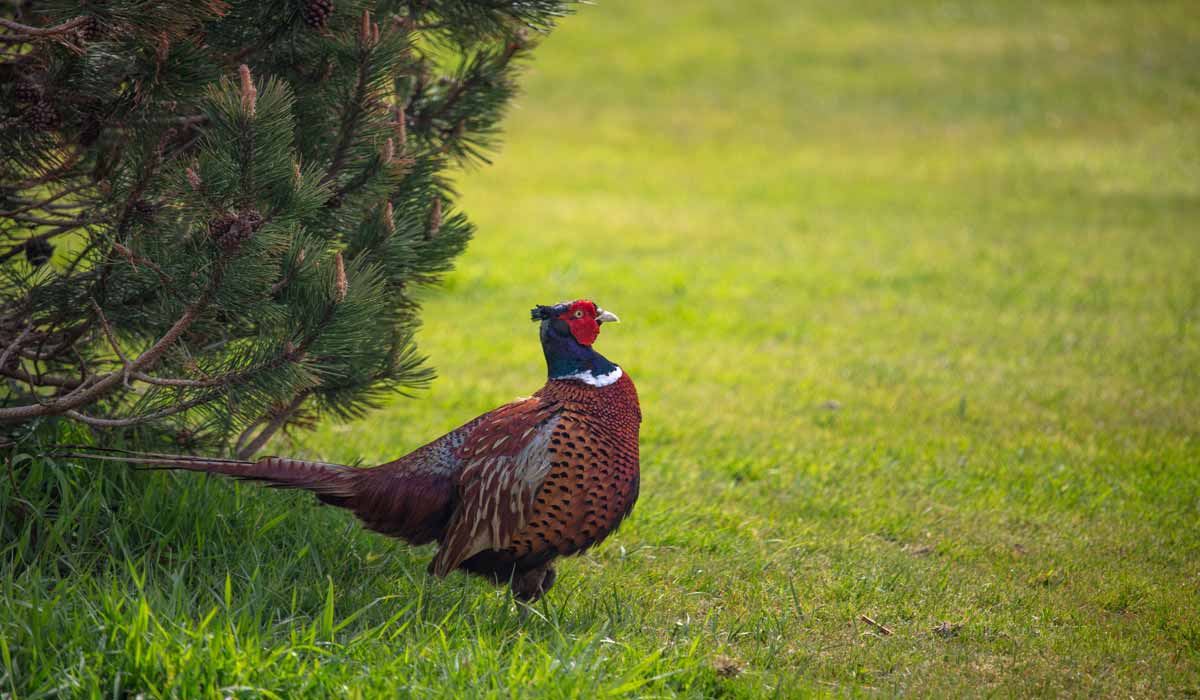 Pas de fusils sur les cendres : One Voice se mobilise partout en France contre la chasse