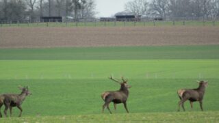 La chasse à courre ou le culte de l’homme viril et violent envers les plus faibles