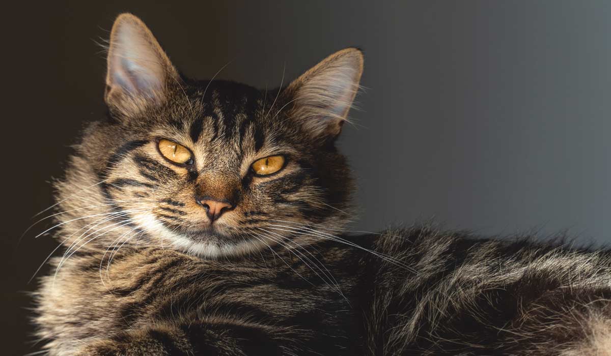 Européen, tigré, câlin, bavard et adepte du « co-dodo » : voici le portrait-robot du chat en 2026 selon Caats
