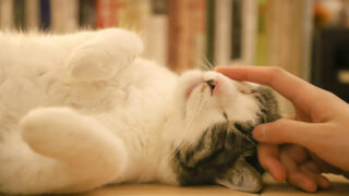 Le consentement chez le chat : apprendre à respecter ses limites