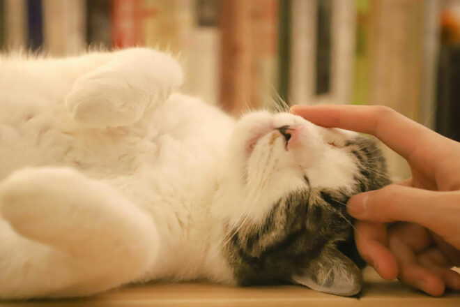 Le consentement chez le chat : apprendre à respecter ses limites