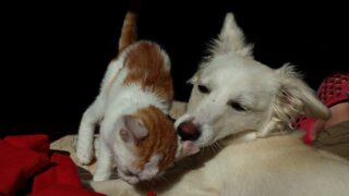 Connaissez-vous le plus grand réseau français pour chiens et chats ?