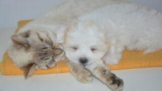 Animaux de compagnie en France : quelles sont les tendances ?