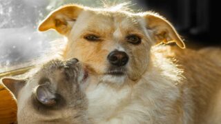 Pourquoi adopter un chien en été est une excellente idée ?