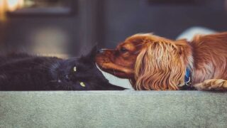Halte aux dons et ventes illégales d’animaux sur les réseaux sociaux