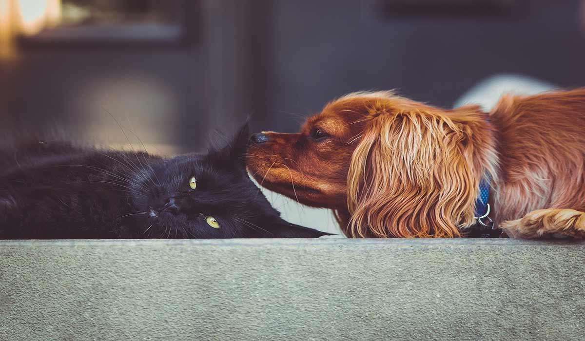 Halte aux dons et ventes illégales d’animaux sur les réseaux sociaux